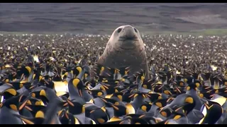 Penguin Baywatch | Wildlife Documentary