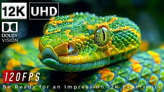 WILD WORLD DOLBY VISION 12K HDR 120FPS