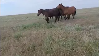 Аттының несібесі алтау.