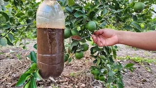 Tu limonero EXPLOTARA de Flores y Fruta🍋  Fertilizante Orgánico para tu Árbol de limón