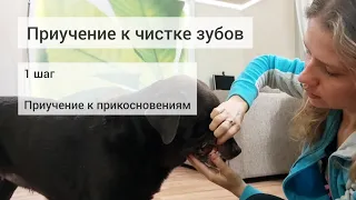 Как приучить к чистке зубов собаку. 1 шаг