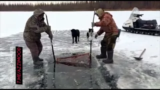 🐟Якутские рыбаки проверяют вершу. Нынче богатый улов. Архивное видео. #якутия #рыбалка