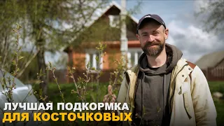 ВАЖНАЯ ПОДКОРМКА ДЛЯ КОСТОЧКОВЫХ ВЕСНОЙ. Без урожая не останетесь!