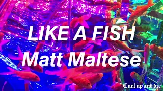 Like a fish - Matt Maltese/ Español
