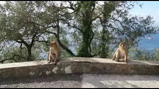 Monkey bites girl after trying to steal from her backpack