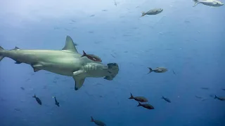 Galapagos - Epic Diving with Hammerheads