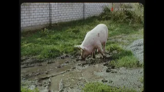 Второстепенные люди (2001) эпизод свинья