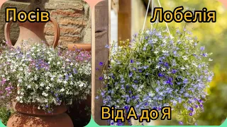 Лобелія від" А до Я". Від посіву до цвітіння .Sowing lobelia from A to Z.