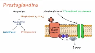 Pain Transduction (Described Concisely)