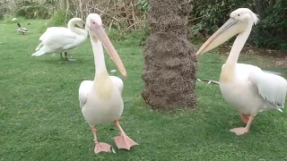 Pelican Vs  Swan