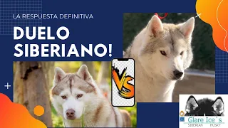 ✅ HUSKY SIBERIANO MACHO o HEMBRA ¿Cuál Elegir? 🐾🧐