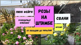 Розы на штамбе.От посадки до укрытия.Пинк Фейри, Фрезия, Розенштадт Фрайзинг, Свани.