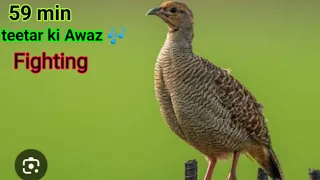 Female teetar ki Awaz 🎶 boli calling  Francolin Voice . Partridge sounds #teetar #sounds #birdslover