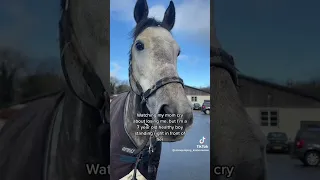 💙 Equestrian tiktoks #5 💙