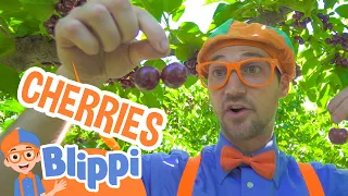 Blippi Visits a Cherry Farm | Best of Blippi! | Healthy Eating For Kids| Educational Videos for Kids