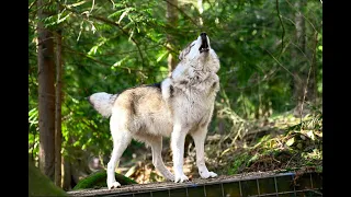 Wolves Howling Compilation 8hr  HD 1080p