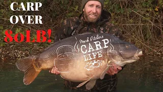 Carp Life - CARP OVER 80lb!!! 🤯