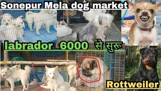 Sonepur Dog Mela 2023 | 1000 रूपए  से 1 लाख तक के कुत्ता | Dog market Sonepur Mela 2023