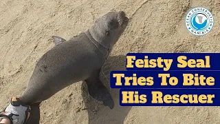 Feisty Seal Tries to Bite His Rescuer