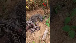 Python vs Komodo Dragon! #wildlife #python #snakes #snake #dragon #cómodo #komodo #wildanimals #anim