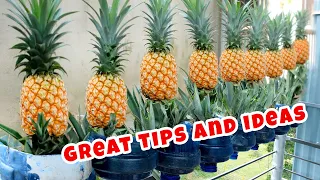 I Immediately Stopped Spending Money Buying Pineapples When I Learned About This Tip