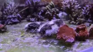 Морской Еж Metalia Sternalis