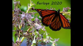 Monarch butterflies taking off the flowers in a slow motion