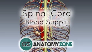 Spinal Cord Anatomy - Blood Supply - 3D Anatomy Tutorial