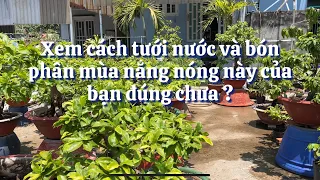 Xem cách tưới nước và bón phân của bạn đúng chưa trong mùa nắng nóng này ?