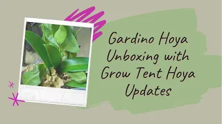 Gardino Hoya Unboxing with Grow Tent Hoya Updates