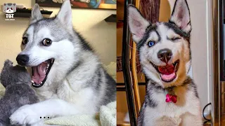 When Your Husky Dog is Funnier Than You | Funny Dog Videos 2023