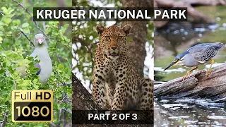 The Wild Wonders of Kruger National Park - Part 2 of 3