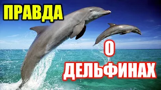 10 фактов почему дельфины не такие добрые и милые, как о них говорят | Правда о дельфинах