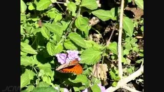 300fps Slow Motion Butterfly nectaring+take off (Casio EX-F1) V08274