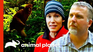 "They Are Here. That Was A Sasquatch!" | Finding Bigfoot