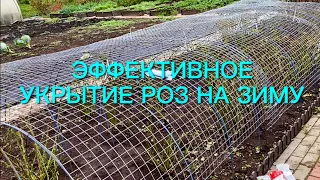 Как не потерять розы зимой? Мой проверенный способ укрытия роз. Сажаем, укрываем ……🌹🌹🌹