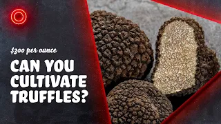 Why Are Truffles So Rare?