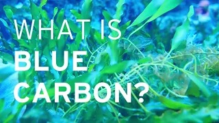 What is Blue Carbon? Blue Carbon explained in 2 minutes