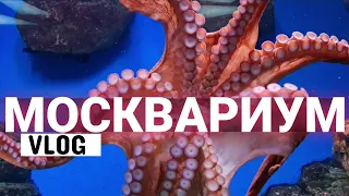 МОСКВАРИУМ НА ВДНХ 2021|ОЗНАКОМИТЕЛЬНАЯ ЭКСКУРСИЯ