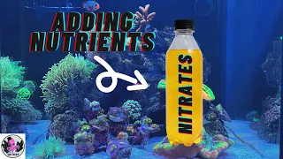 Managing Nutrients NO3 (Nitrate) / PO4 (Phosphate) in your Reef Tank | RED SEA REEFER NANO 28G