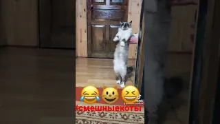 Наша кошка сегодня в ударе!!!😺😂Прикол с кошкой! Смешные коты. Кошка развлекается. Кошка танцует.