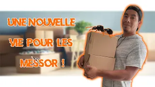 Nouvelle maison pour mes Messor !