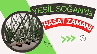 Topraksız Yeşil Soğan Yetiştirmeyi Deniyoruz! TOPRAKSIZ TARIMLA SOĞAN HASAT ZAMANI - Bölüm 3