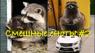 Cмешные ЕНОТЫ #2 / Приколы с ЕНОТАМИ 2020 / Funny Raccoons