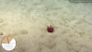 Speedy Sea Urchin Gallops Across the Ocean Floor | Nautilus Live #shorts
