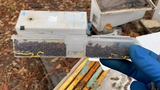 Ловушки для жука Борьба с Hive beetle