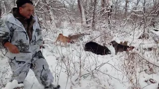 Охота с лайками из Удмурского питомника на кабана дорезали  подранка