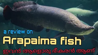 Arapaima Fish Review in Malayalam | ഇവൻ ആളൊരു ഭീകരൻ ആണ് 2020 🔥 Creates World