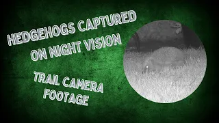 Night vision footage captures hedgehogs in my garden.