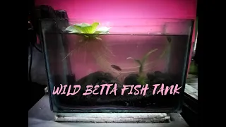 wild betta tank setup